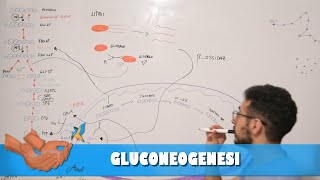 Metabolismo gluconeogenesi [upl. by Maxwell]