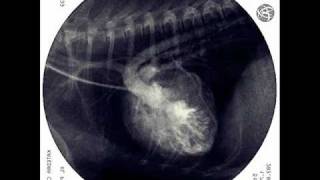 Tetralogy of Fallot in dog XRAY fluoroscopic examination [upl. by Kataway]