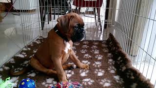 8 weeks old boxer puppy first barking [upl. by Yves]