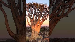 Namibia’s mighty quiver tree [upl. by Gruver]