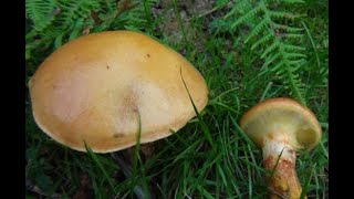 Identifying the Larch Bolete Suillus grevillei Grevilles bolete [upl. by Alfonso]