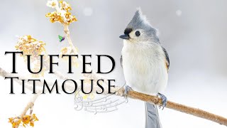 The Cute Tufted Titmouse Sounds and Calls  Titmouse Bird Sound [upl. by Ayerf]