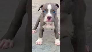 pit pitbull dog puppy lucknow pets mrsachinpetadda [upl. by Glynn]