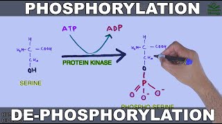 Phosphorylation and Dephosphorylation  Protein Phosphorylation [upl. by Ellirpa]