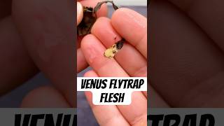 How to Propagate a Venus Flytrap [upl. by Eendys]