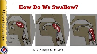 Physiology of Deglutition Swallowing [upl. by Dadelos]