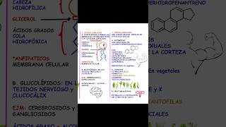 LÍPIDOS🥓  Biología biology lipidos educación shorts [upl. by Ayik]