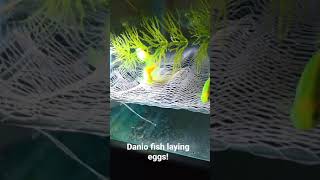 Danio fish laying eggs [upl. by Alahc725]