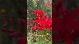 Crocosmia  Lucifer Flower [upl. by Limoli]