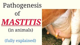 Pathogenesis  MASTITIS  in animals  Fully explained  hindi  english [upl. by Ssalguod]