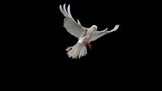 White dove flying  ULTRA SLOW MOTION [upl. by Yliak]