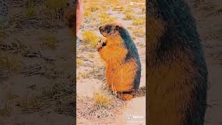 Feeding Marmot in Deosai 🇵🇰bear mountains animals nature shorts dubai friends [upl. by Adyht951]