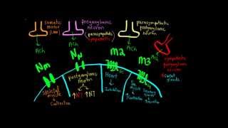 Schneid Guide to Cholinergic Junctions [upl. by Llen]