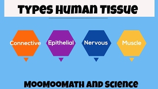 Types of Human Body Tissue [upl. by Fesoy]