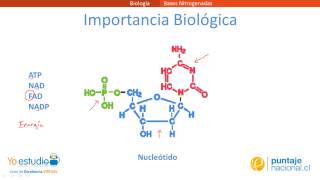 Bases Nitrogenadas [upl. by Jain]