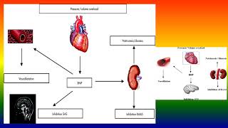 B type natriuretic peptide [upl. by Hareemas658]