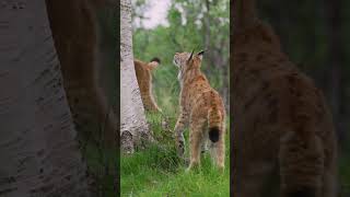 Snowshoe Hares And Lynx  NATURE Shorts  PBS [upl. by Treiber167]