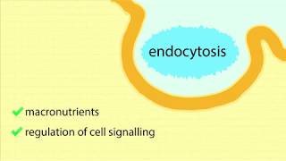 ReceptorMediated Endocytosis Overview Process of Endocytosis and Maturation of Endosomes [upl. by Aeuhsoj]