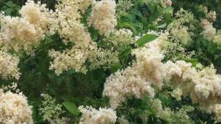 Syringa Reticulata [upl. by Annuhsal]