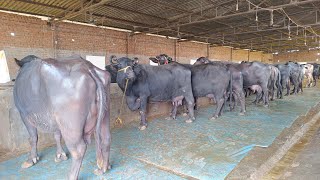 4 Buffaloes For Sale 4 ਮੱਝਾਂ ਵਿਕਾਊ [upl. by Selbbep181]