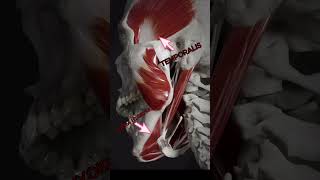 Movement pf Jaw  Movement of Temporalis And Hyoid muscle  Animation of Bone Movement anatomy [upl. by Arbmat]