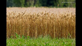 Harvest All Together Worship [upl. by Ayanad]