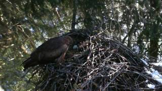 Black kite Milvus migrans [upl. by Notslar158]