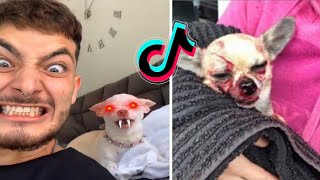 Special nikki chihuahua dog compilation।mreviatar 1। Fanny chihuahua TV [upl. by Miharbi76]