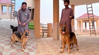 Finally Hamari German Shepherd Female Dog A Gyi [upl. by Attehcram]