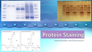 Protein Staining  Protein Gel Staining  Types Methods and principle [upl. by Ahsirat]