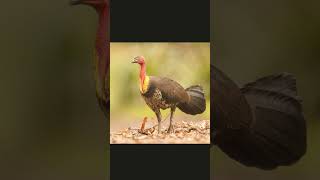 🐦☆¹⁷•² Australian Brushturkey ¹Wild Turkey ²Ocellated Turkey ✔️³Bushturkey ⁴Fowl [upl. by Ehr]