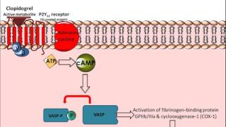 Clopidogrel  Mechanism of Action [upl. by Nader]