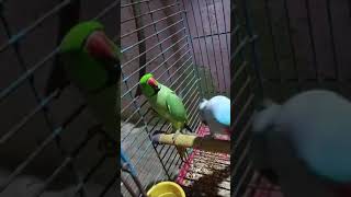 Talking parrot ringneck voice [upl. by Drofnelg]