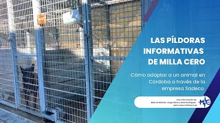 Adopción animal en Córdoba con Sadeco [upl. by Candi]