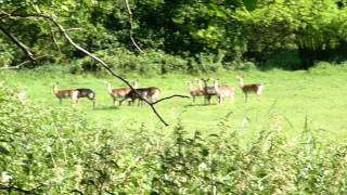 Epping Forest Walking Route Fallow Deer Video May 2011MOV [upl. by Carola]