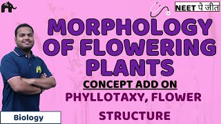 Morphology of Flowering Plants Class 11 Biology NEET  Roots Stem Modifications Venation [upl. by Enomsed72]