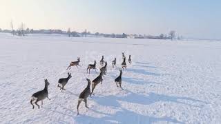 Caprioli che corrono nella neve 🦌❄️ [upl. by Nilyad]