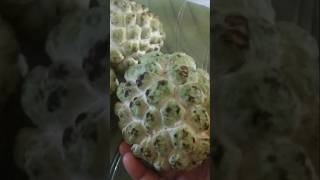 Custard apple sugar apple [upl. by Brig]