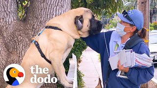 Dog Waits By The Door Every Morning So He Can Greet His Favorite Mailwoman  The Dodo [upl. by Pinebrook]