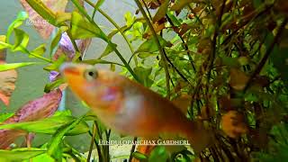 Fundulopanchax gardneri Killifish in planted aquarium [upl. by Neicul]