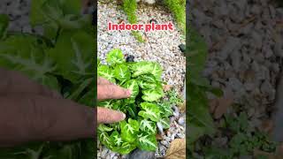 Indoor plant 🪴youtubeshorts [upl. by Dorion]