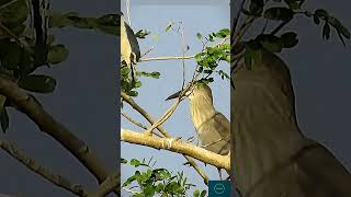 Birds of Paradise 🐦 2024shortvideo ytshorts [upl. by Liagaba]