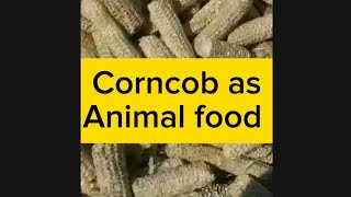 Corncob is a balance diet to Animals [upl. by Jori993]