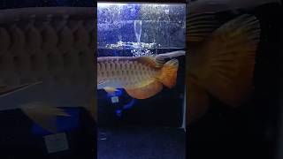 Red tail golden arowana eating catfish  new video [upl. by Queston676]