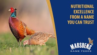 Discover the UK’s leading range of game feeds  ForFarmers Marsdens Game Feeds [upl. by Anerres563]