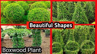 Boxwood Plant  Boxwood plant shoes ideas  How to shape a Buxus plant shrub [upl. by Messere]