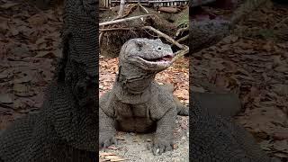 Komodo spits at camera🥶🥶🥶😨😱  komodo animals komodotour [upl. by Rani]