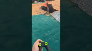 Remote control Snake Funny video [upl. by Koren547]