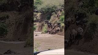 Wildebeest migration Maasai Mara [upl. by Ivy]