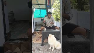 Dont eat dog food❤️Funny videos shorts youtubeshorts klshobasureshani [upl. by Alyhs]